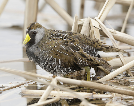 Sora Porzana carolina