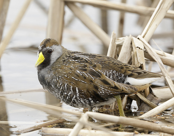 Sora Porzana carolina
