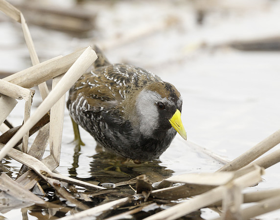 Sora Porzana carolina