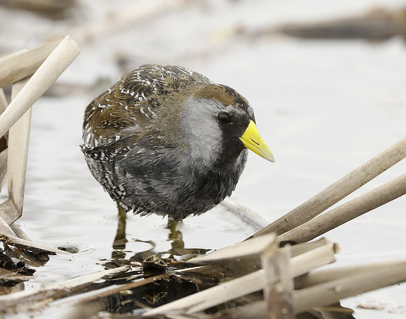 Sora Porzana carolina