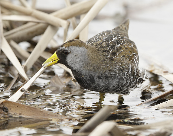 Sora Porzana carolina