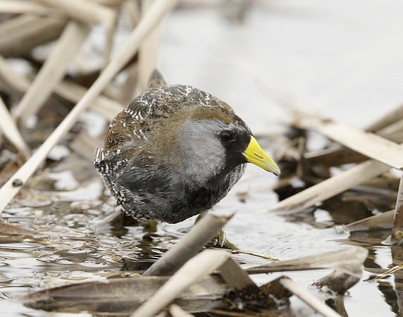 Sora Porzana carolina