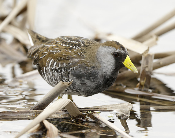 Sora Porzana carolina