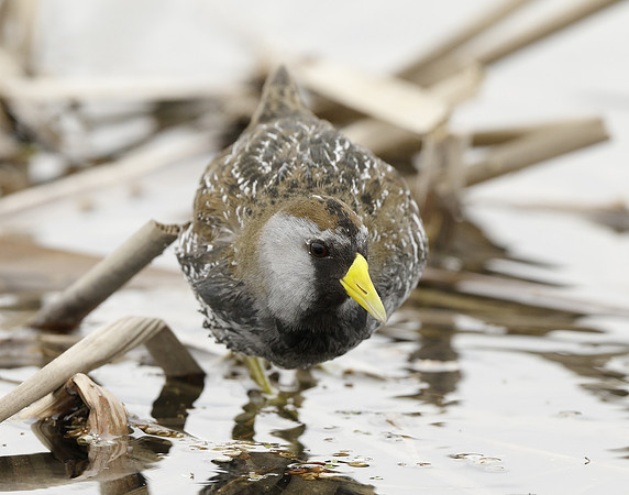 Sora Porzana carolina