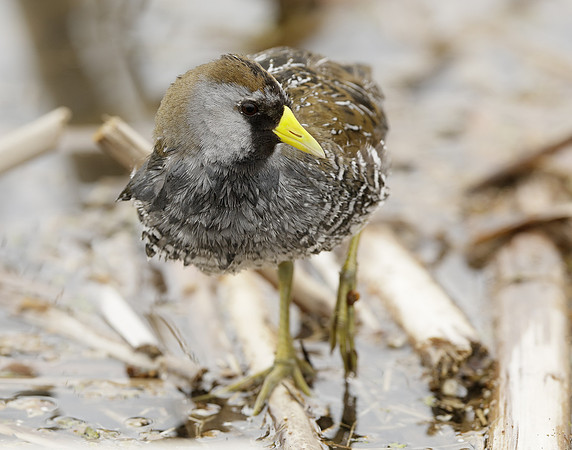 Sora Porzana carolina