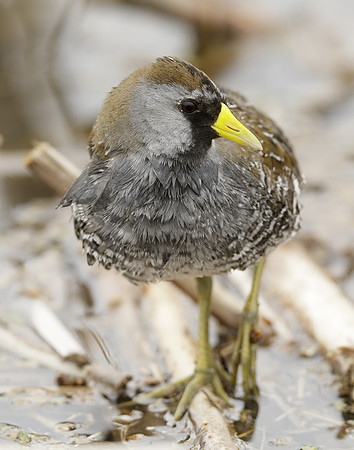 Sora Porzana carolina