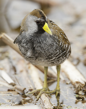 Sora Porzana carolina