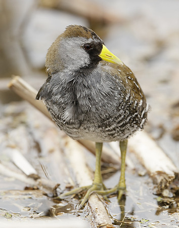 Sora Porzana carolina