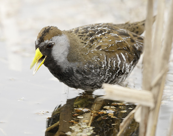 Sora Porzana carolina