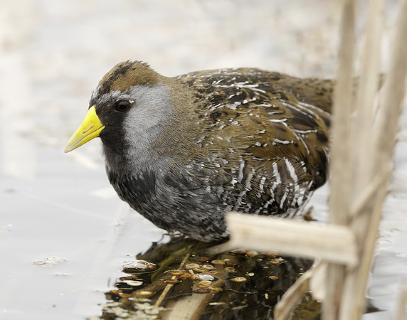 Sora Porzana carolina