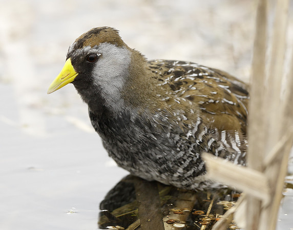 Sora Porzana carolina
