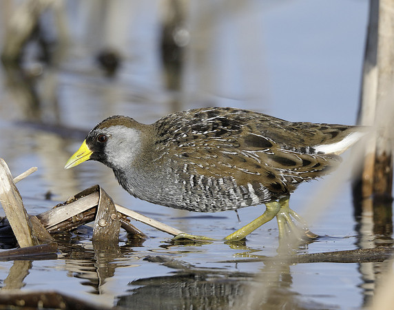 Sora Porzana carolina