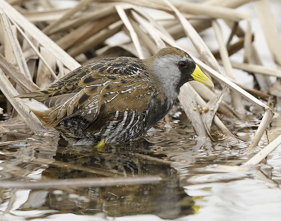 Sora Porzana carolina