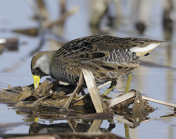 Sora Porzana carolina