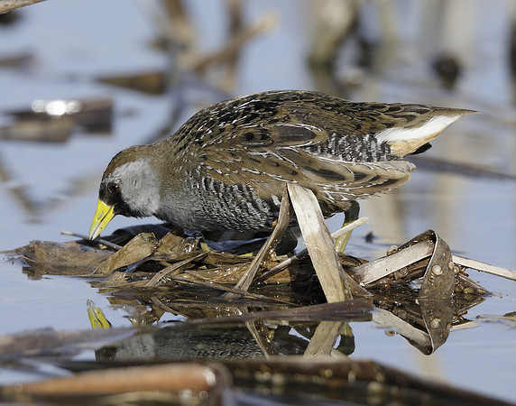 Sora Porzana carolina