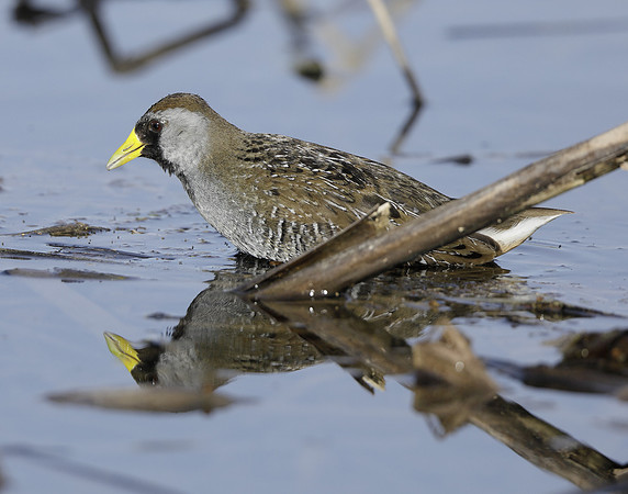 Sora Porzana carolina