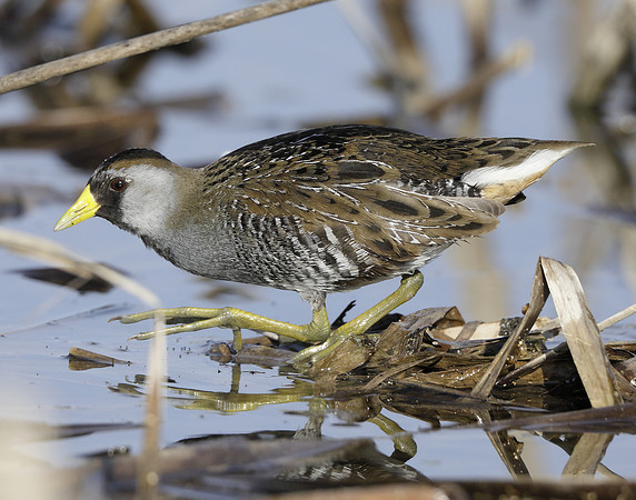 Sora Porzana carolina