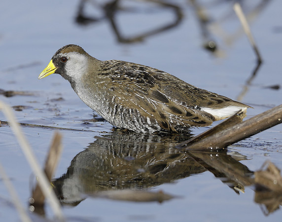 Sora Porzana carolina