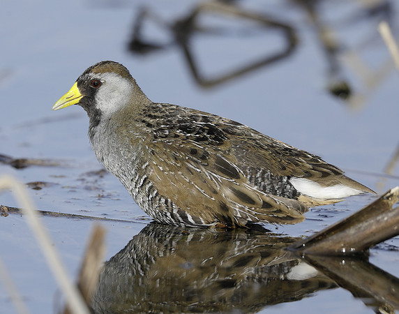 Sora Porzana carolina