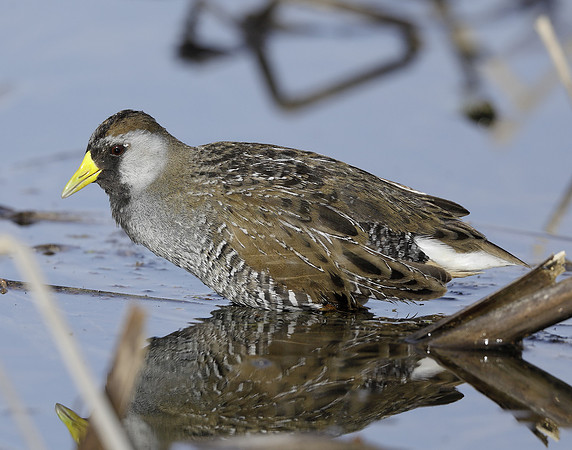 Sora Porzana carolina