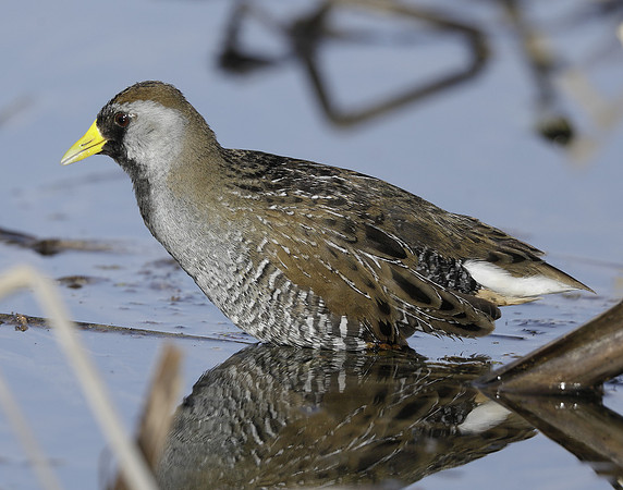 Sora Porzana carolina