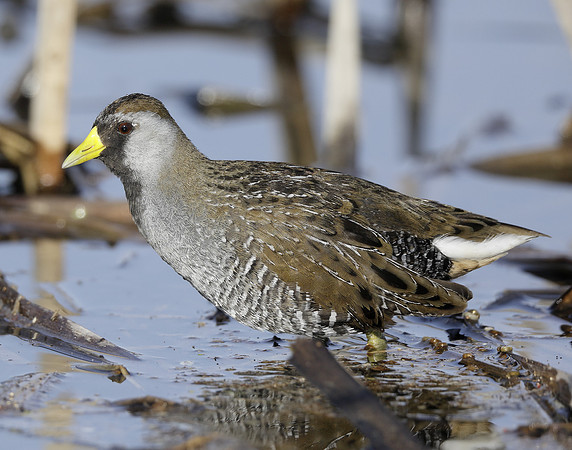 Sora Porzana carolina