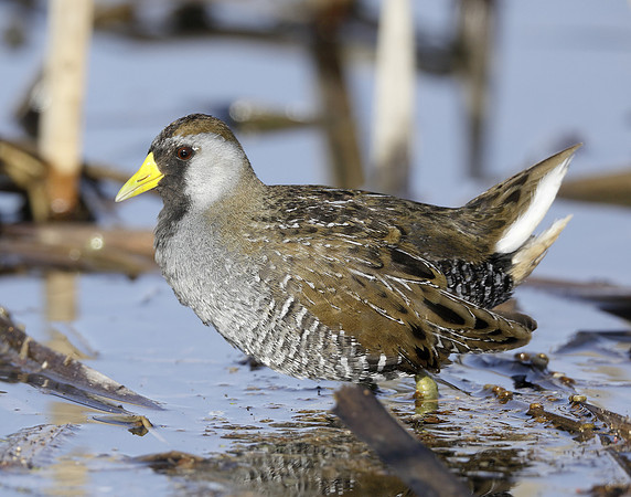 Sora Porzana carolina