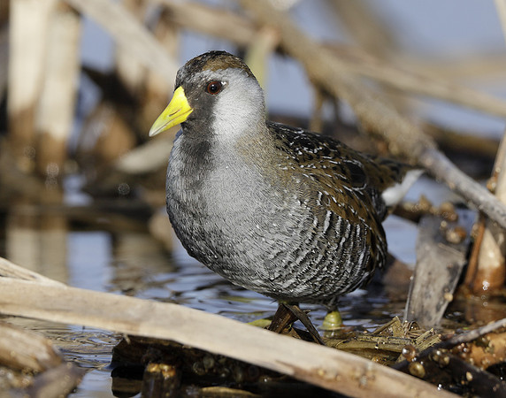 Sora Porzana carolina