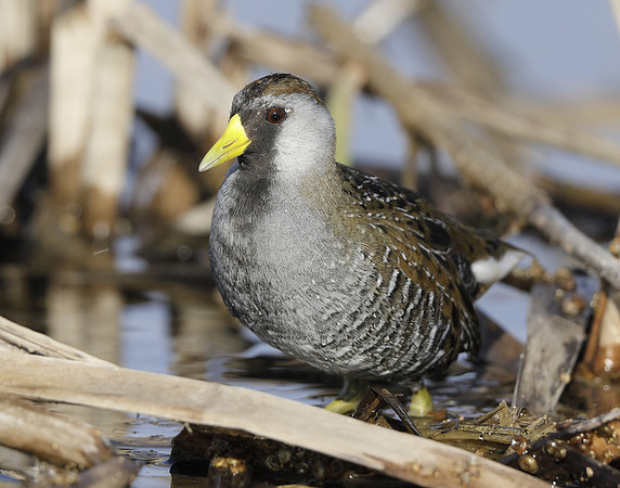 Sora Porzana carolina