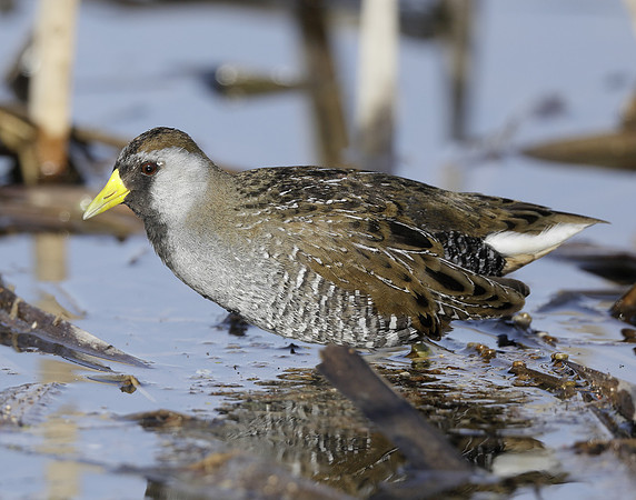 Sora Porzana carolina