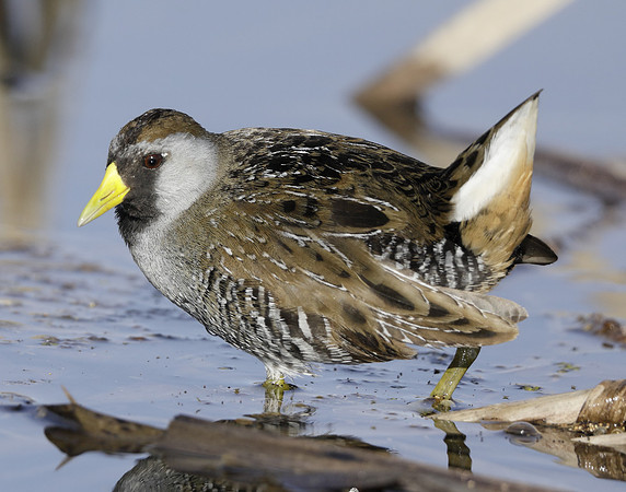 Sora Porzana carolina