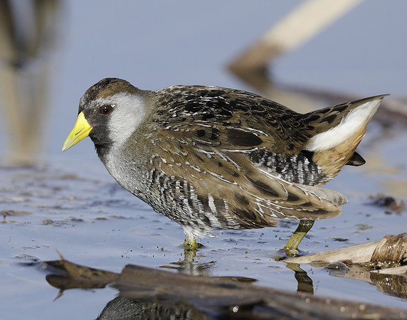 Sora Porzana carolina