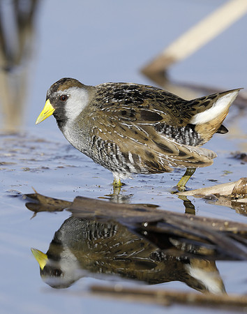 Sora Porzana carolina