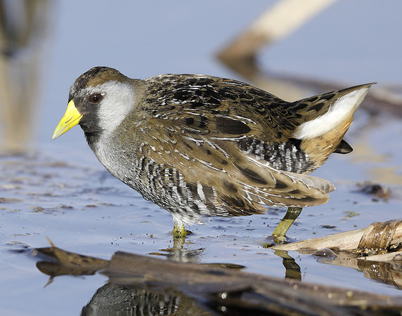 Sora Porzana carolina