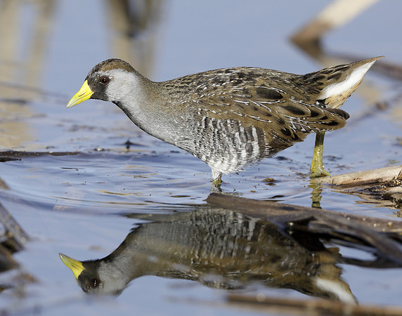 Sora Porzana carolina