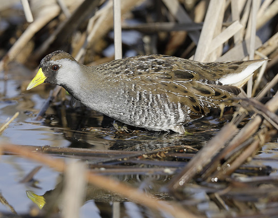 Sora Porzana carolina