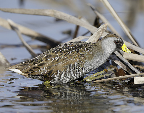Sora Porzana carolina