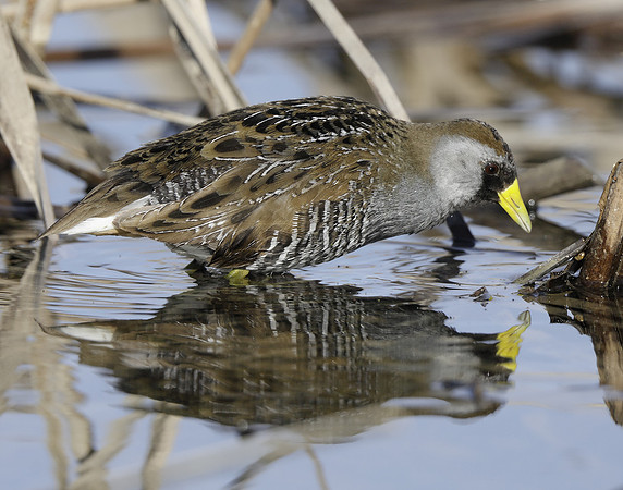 Sora Porzana carolina