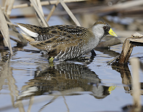 Sora Porzana carolina