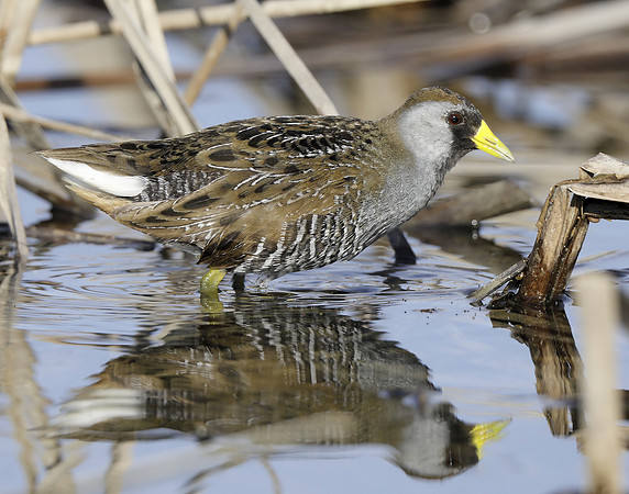Sora Porzana carolina