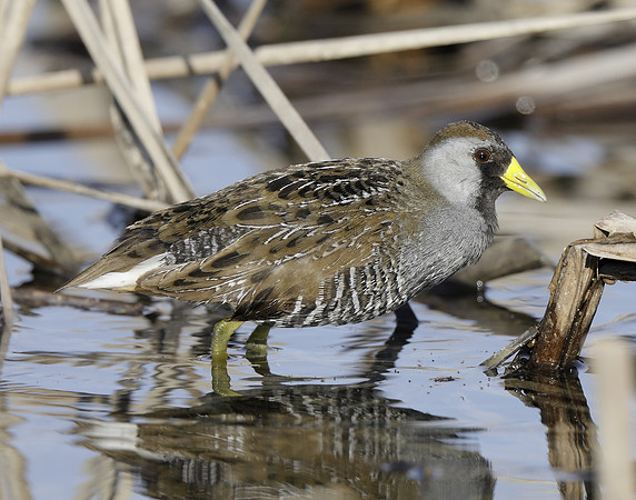 Sora Porzana carolina