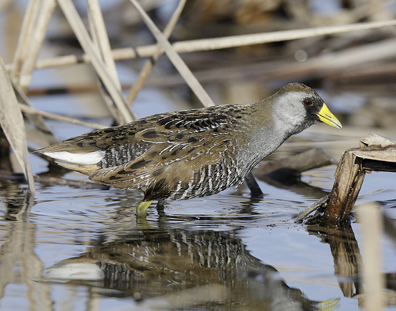 Sora Porzana carolina