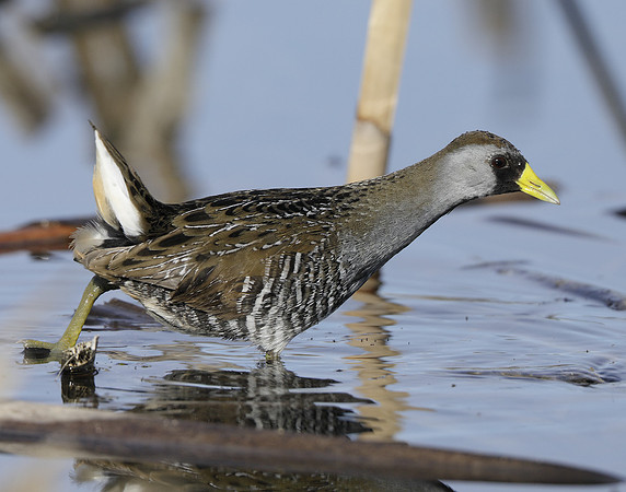Sora Porzana carolina