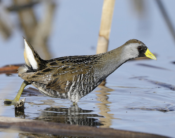 Sora Porzana carolina