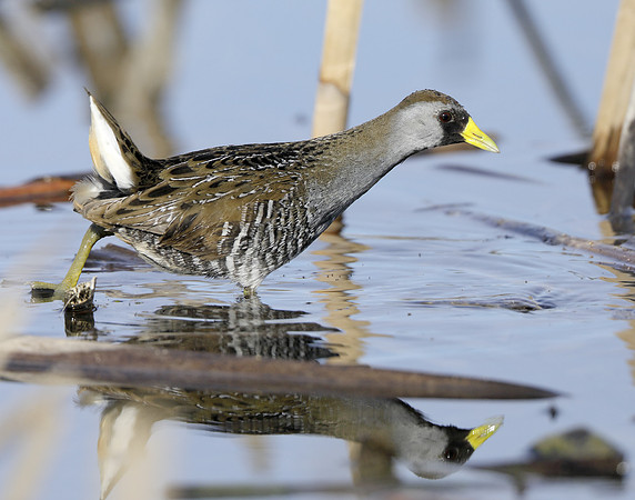 Sora Porzana carolina