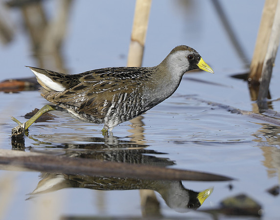 Sora Porzana carolina