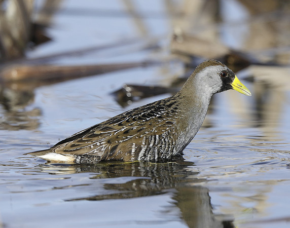 Sora Porzana carolina
