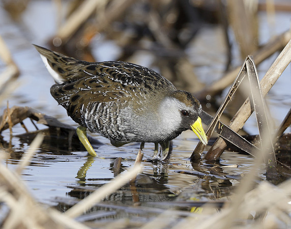 Sora Porzana carolina