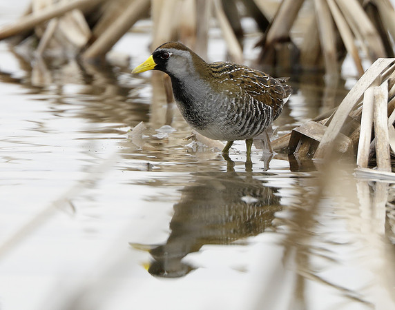 Sora Porzana carolina