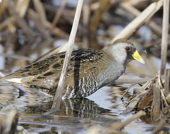 Sora Porzana carolina